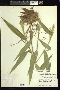 Dichanthelium polyanthes image