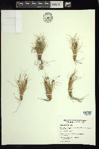 Carex nardina image