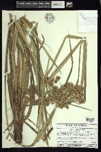 Cyperus virens image