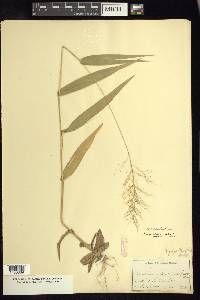 Dichanthelium polyanthes image