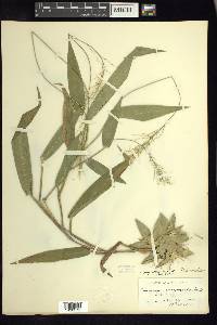 Dichanthelium polyanthes image