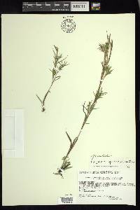 Dichanthelium acuminatum subsp. spretum image