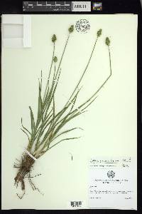 Carex mesochorea image