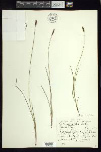 Carex scirpoidea image