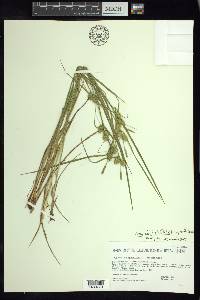 Carex viridistellata image