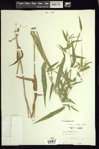 Dichanthelium scoparium image