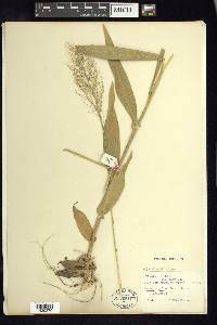 Dichanthelium polyanthes image