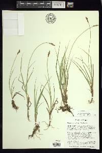 Carex praeceptorum image