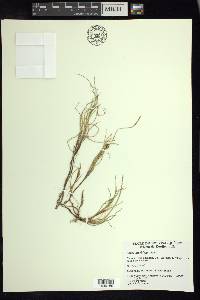 Carex maritima image