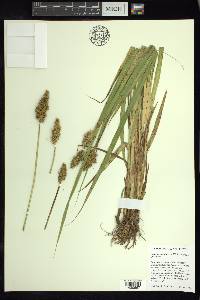 Carex stipata var. stipata image