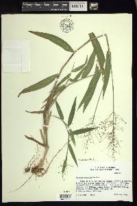 Dichanthelium scoparium image