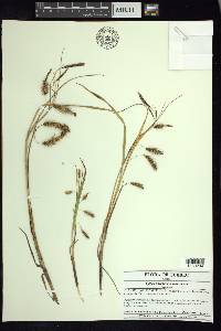 Carex paleacea image