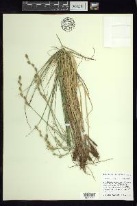 Carex silicea image