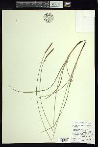 Carex scirpoidea subsp. scirpoidea image