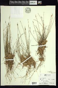 Carex pauciflora image