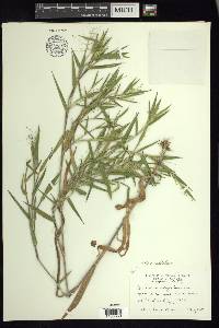 Dichanthelium scoparium image