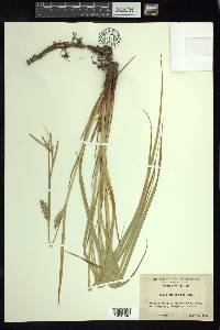 Carex trichocarpa image