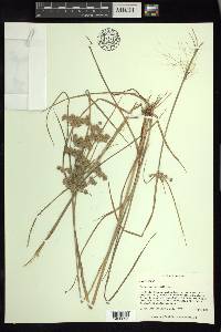 Cyperus surinamensis image