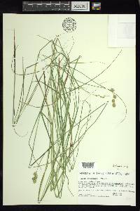 Carex straminea image