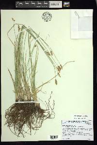 Carex occidentalis image