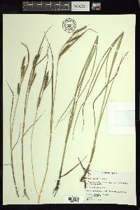 Carex vacillans image