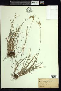 Carex pallescens image