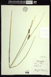 Carex rostrata image