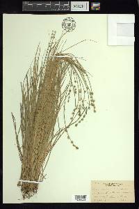 Carex seorsa image