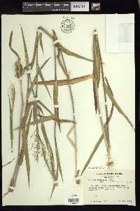 Dichanthelium scoparium image