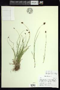 Carex preslii image