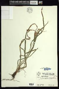 Carex typhina image