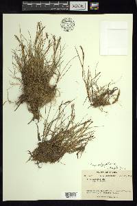 Carex subspathacea image