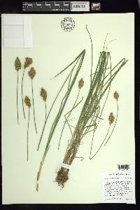 Carex multicostata image