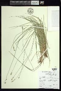 Carex retroflexa image