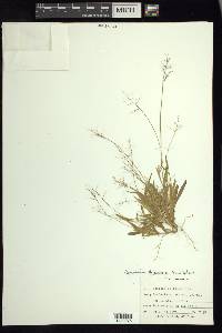 Dichanthelium strigosum image