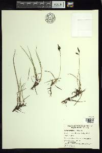 Carex rariflora image