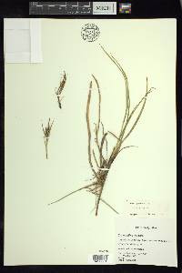 Carex salina image