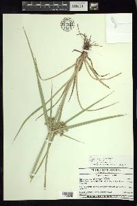 Cyperus virens image