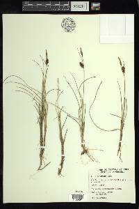 Carex rotundata image