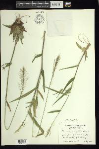 Dichanthelium polyanthes image