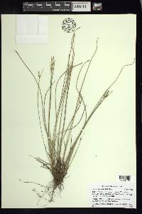 Carex multicaulis image