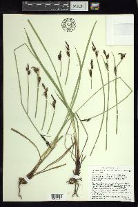 Carex scopulorum var. bracteosa image