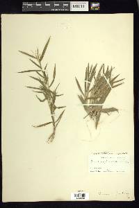 Dichanthelium scoparium image