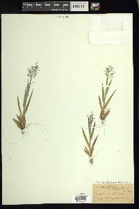 Dichanthelium scoparium image