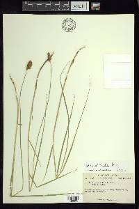 Carex sartwellii image