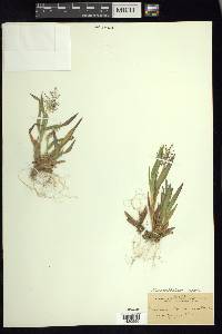 Dichanthelium scoparium image