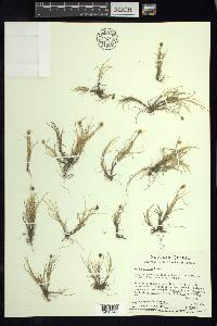 Carex ursina image