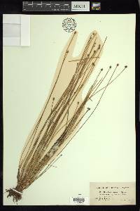 Eleocharis ovata image