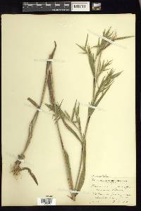 Dichanthelium scoparium image