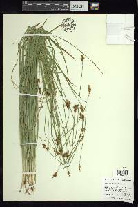 Carex preslii image